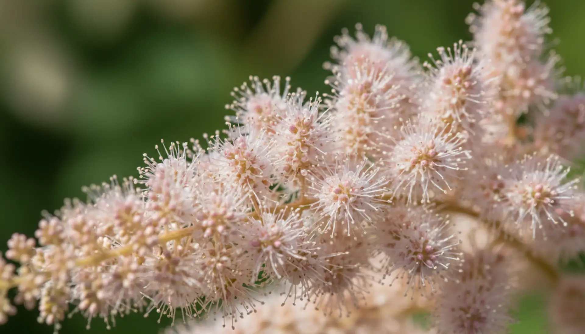 Close-up of astilbe plume showing feathery texture with hundreds of tiny individual florets