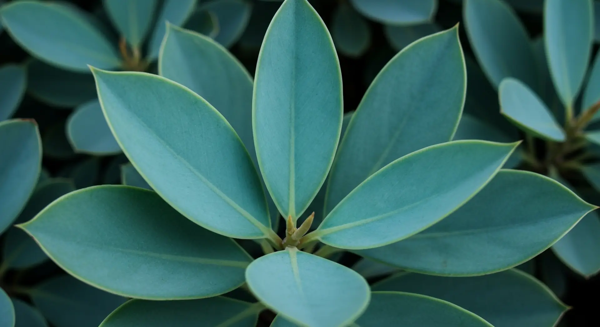 Cebu Blue pothos with distinctive silvery-blue elongated leaves