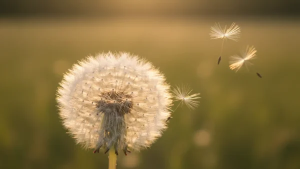 Dandelion Meaning: The Surprising Symbolism of the Humble Yellow Flower 13 A dandelion seed head with seeds floating away in the breeze, symbolising wishes and resilience