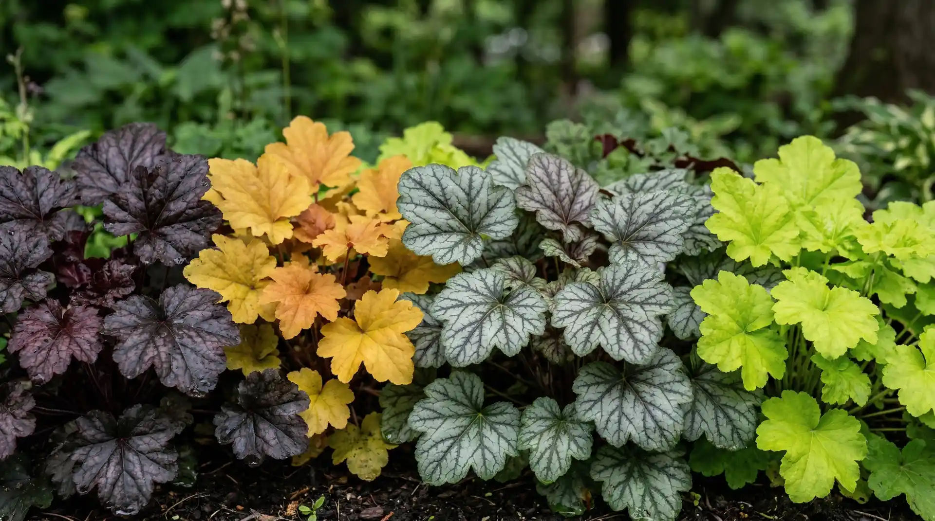 Best Plants for Shade: 20 Flowers and Shrubs That Thrive Without Direct Sun 1 Heuchera coral bells plants showing colour range from purple to gold to bronze in shade border