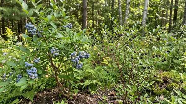 Blueberry bush and huckleberry plant side by side showing berry and leaf differences