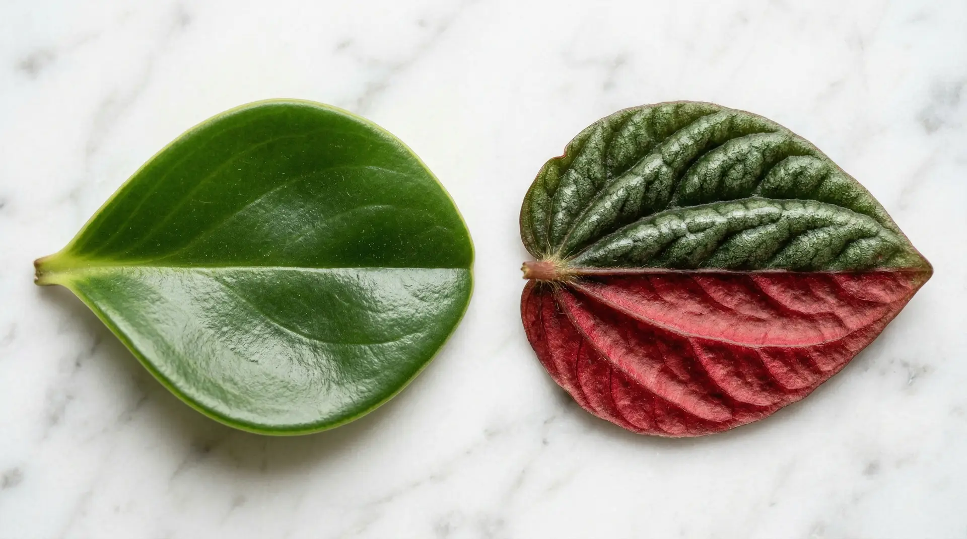 Peperomia Obtusifolia vs Rosso: Which Handles Low Light Without Dropping Leaves? 2 Peperomia obtusifolia smooth glossy leaf next to Peperomia Rosso corrugated crimson-backed leaf