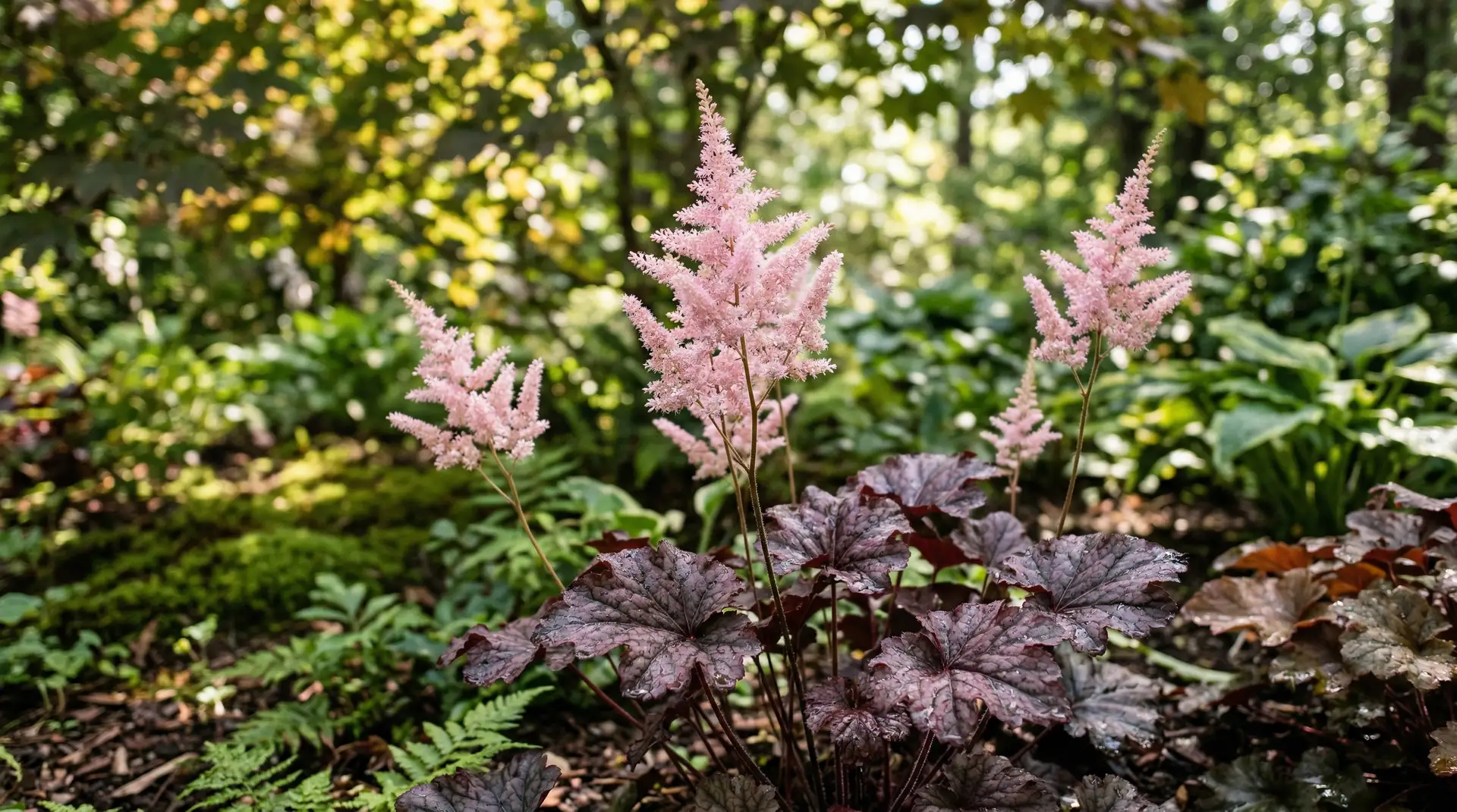 Astilbe vs Heuchera: Which Shade Perennial Wins in Dry Soil vs Wet? 2 Close-up of astilbe feathery plumes above heuchera ruffled burgundy foliage in a shade garden bed
