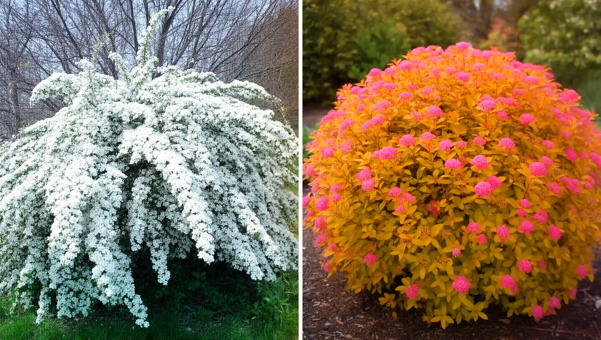Goldflame, Anthony Waterer, or Bridal Wreath: How to Pick the Right Spirea for Your Garden Size and Style 3 Spring-blooming bridal wreath spirea and summer-blooming mounded spirea side by side in a garden