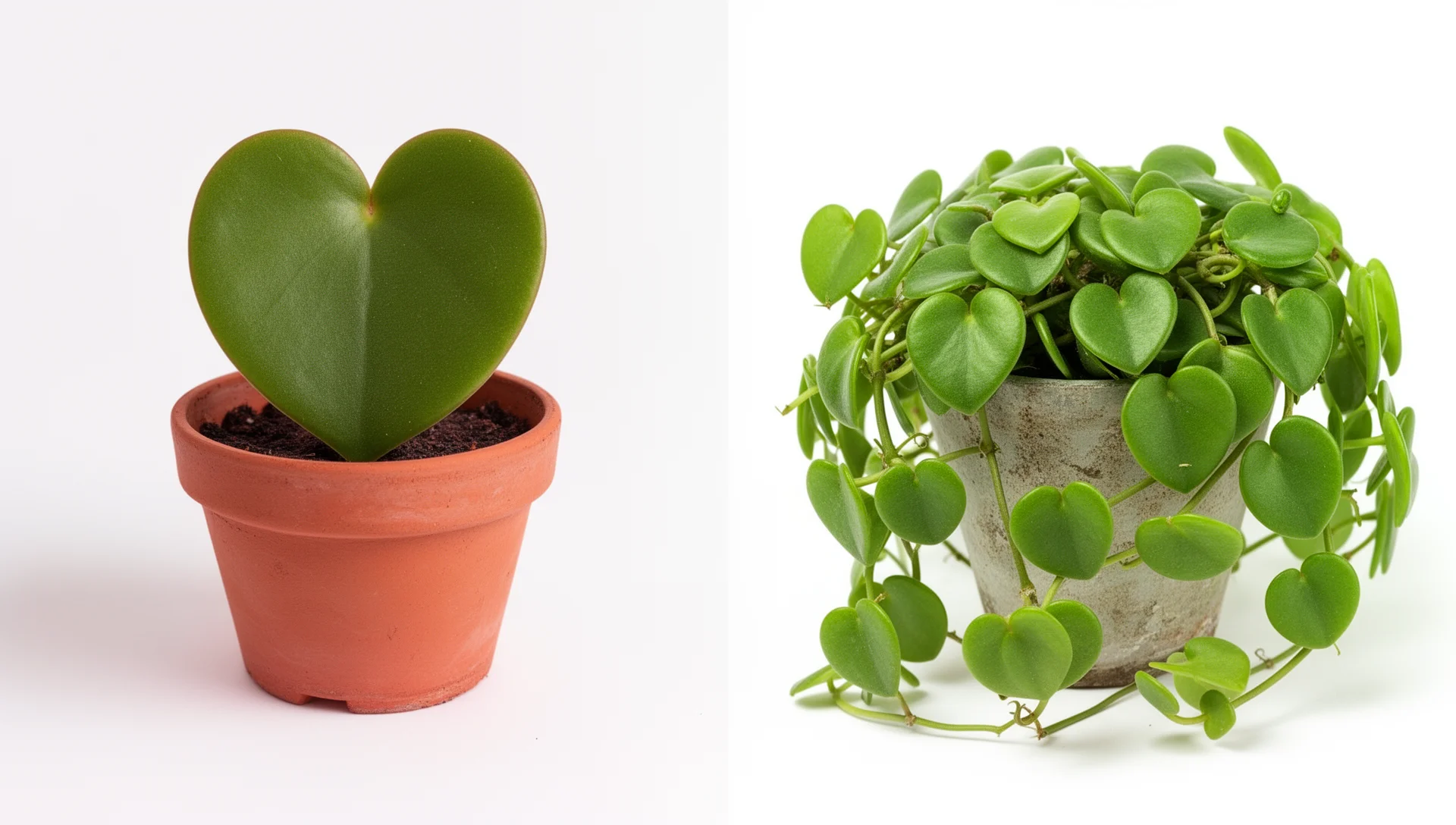 Hoya Kerrii Care: Why That Heart-Shaped Leaf Will Never Vine (and What Actually Does) 2 Single hoya kerrii leaf cutting compared to a full vining hoya kerrii stem plant