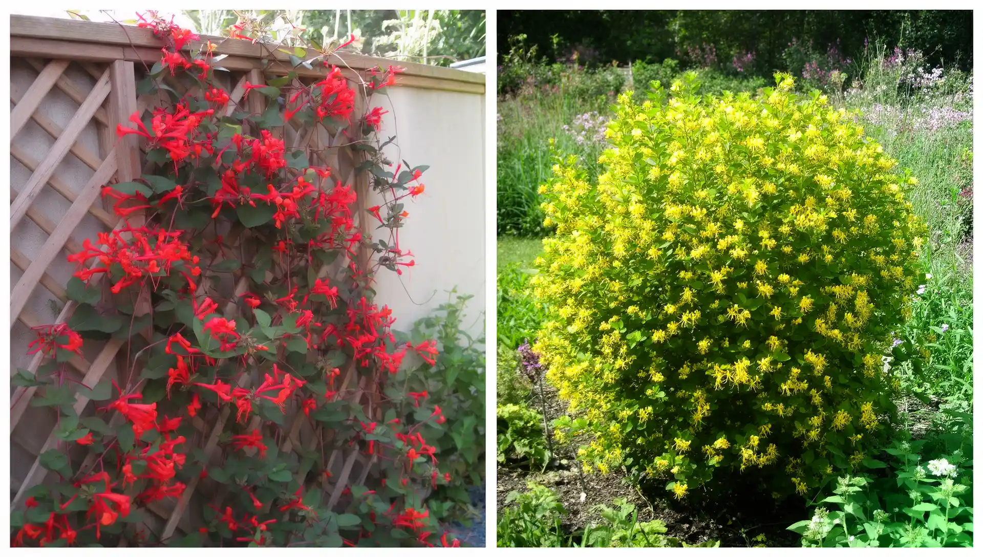 Before You Plant Honeysuckle: Vines vs. Shrubs, and 4 Non-Invasive Species That Won't Spread 3 Honeysuckle vine on a trellis (left) versus compact shrub in a garden border (right)